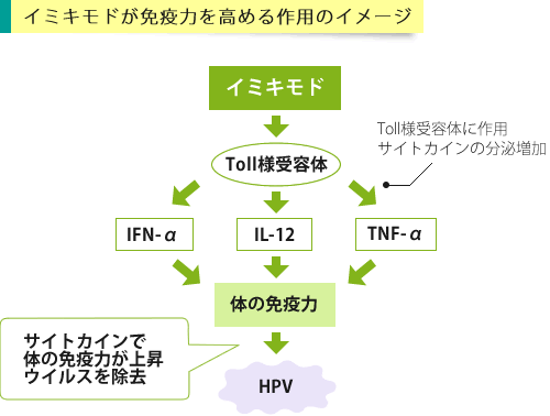 イミキアドクリームの有効成分イミキモドの作用イメージ